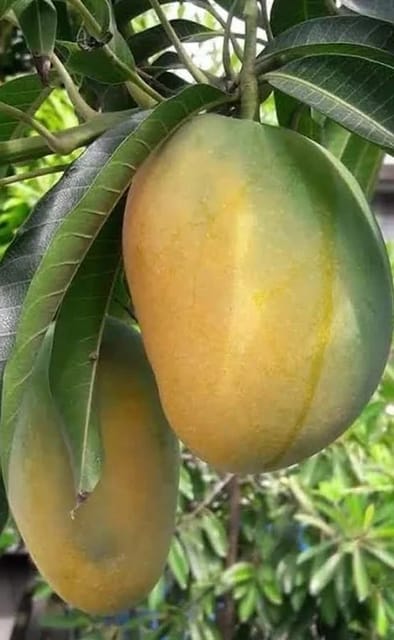 BN7 Mango Fruit Plant