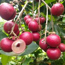 Ruby Longan Fruit Plant