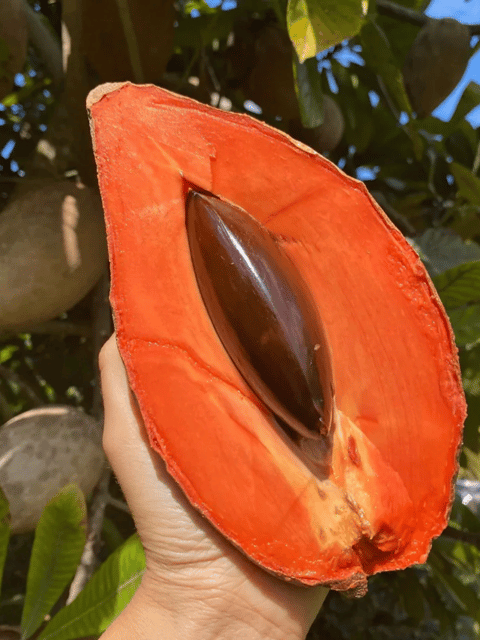 Mamey Sapote Pantine Live Plants (Pouteria Sapota)