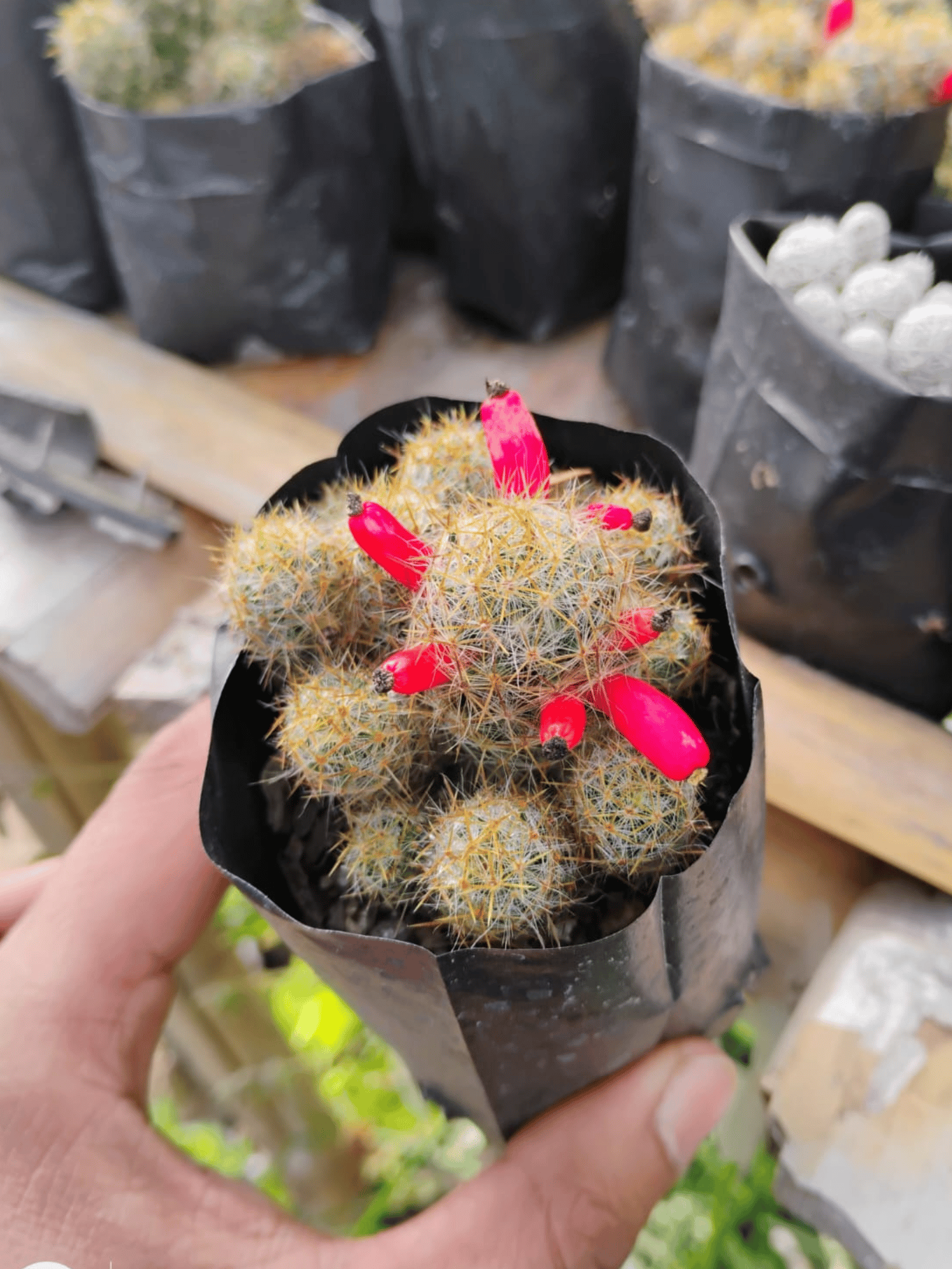 Mammillaria Gracilis Prolifera / Silver Cluster Cactus Live Plant (Bare Rooted)