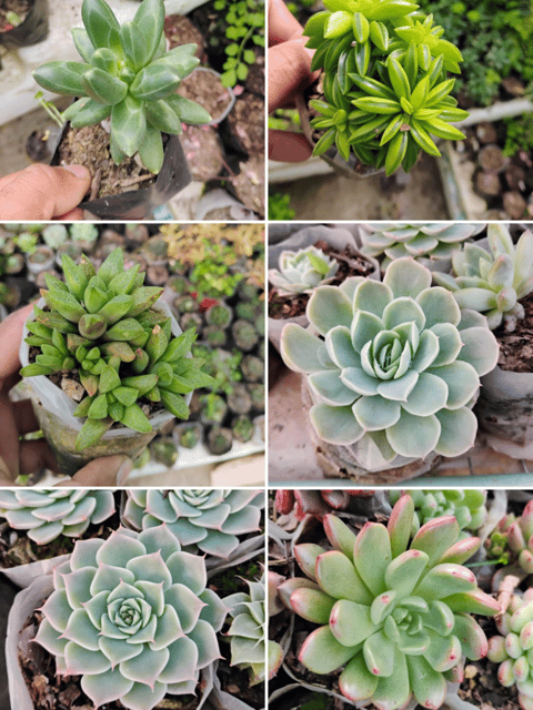 Combo Of 6 Succulent Plants (Bare Rooted)