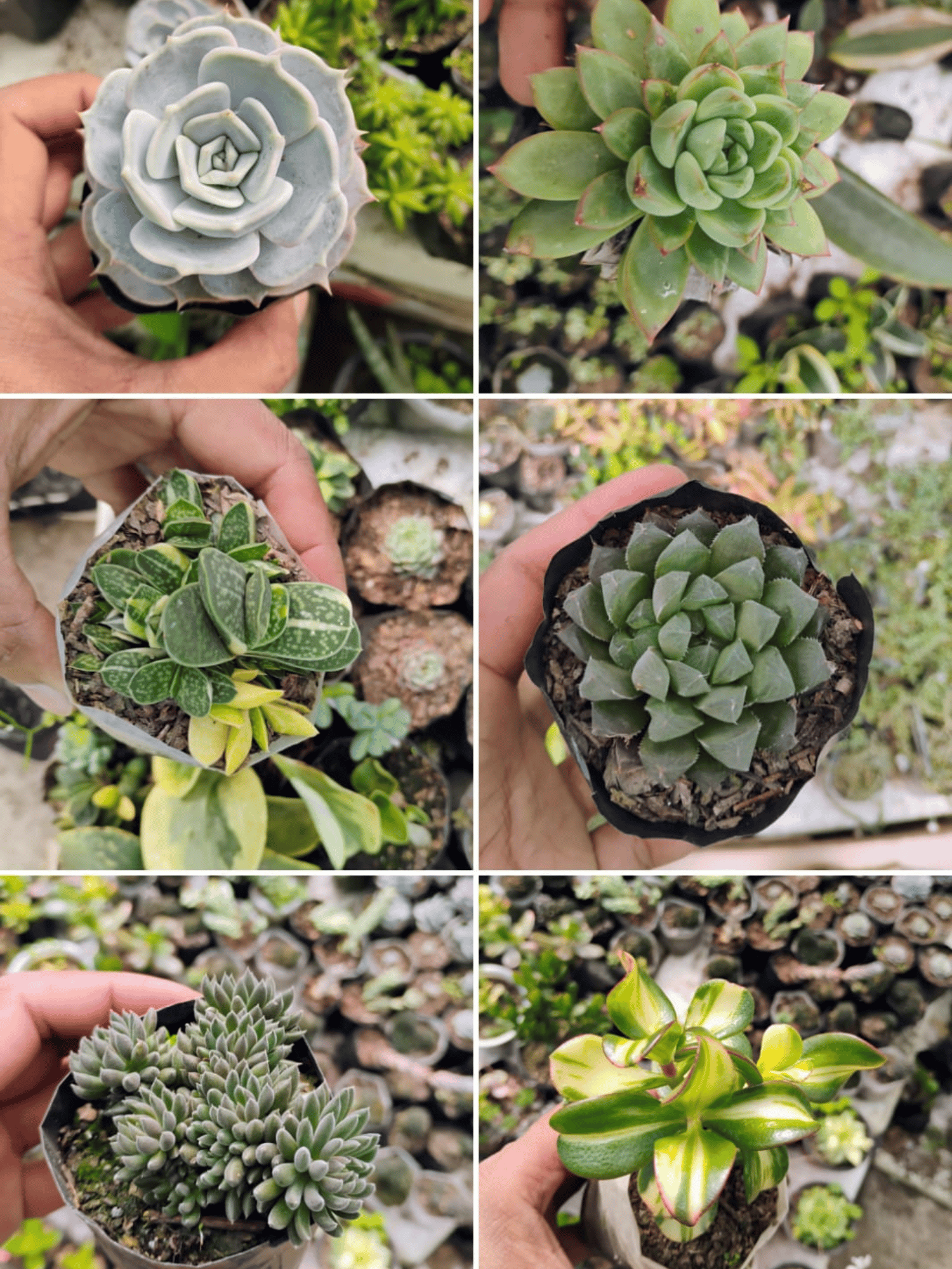 Combo Of 6 Succulent Plants (Bare Rooted)