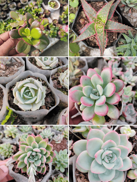 Combo Of 6 Succulent Live Plants (Bare Rooted)