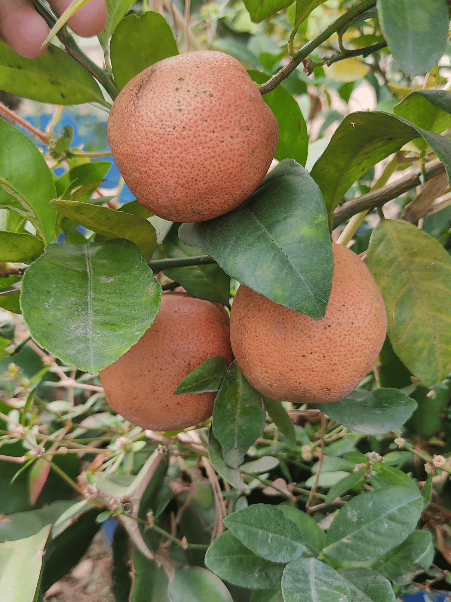 Red Patti Lemon Plant / Sweet Pomelo Lemon Plant (Grafted )