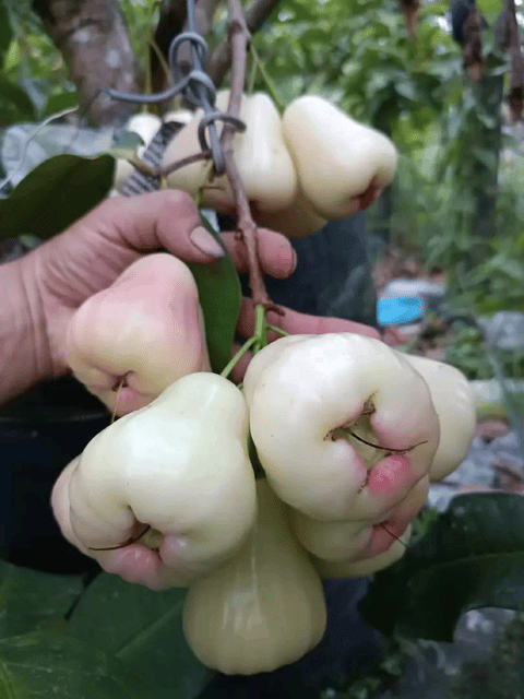 White Missile Water Apple Fruit Plant /Java Apple/ Wax Apple