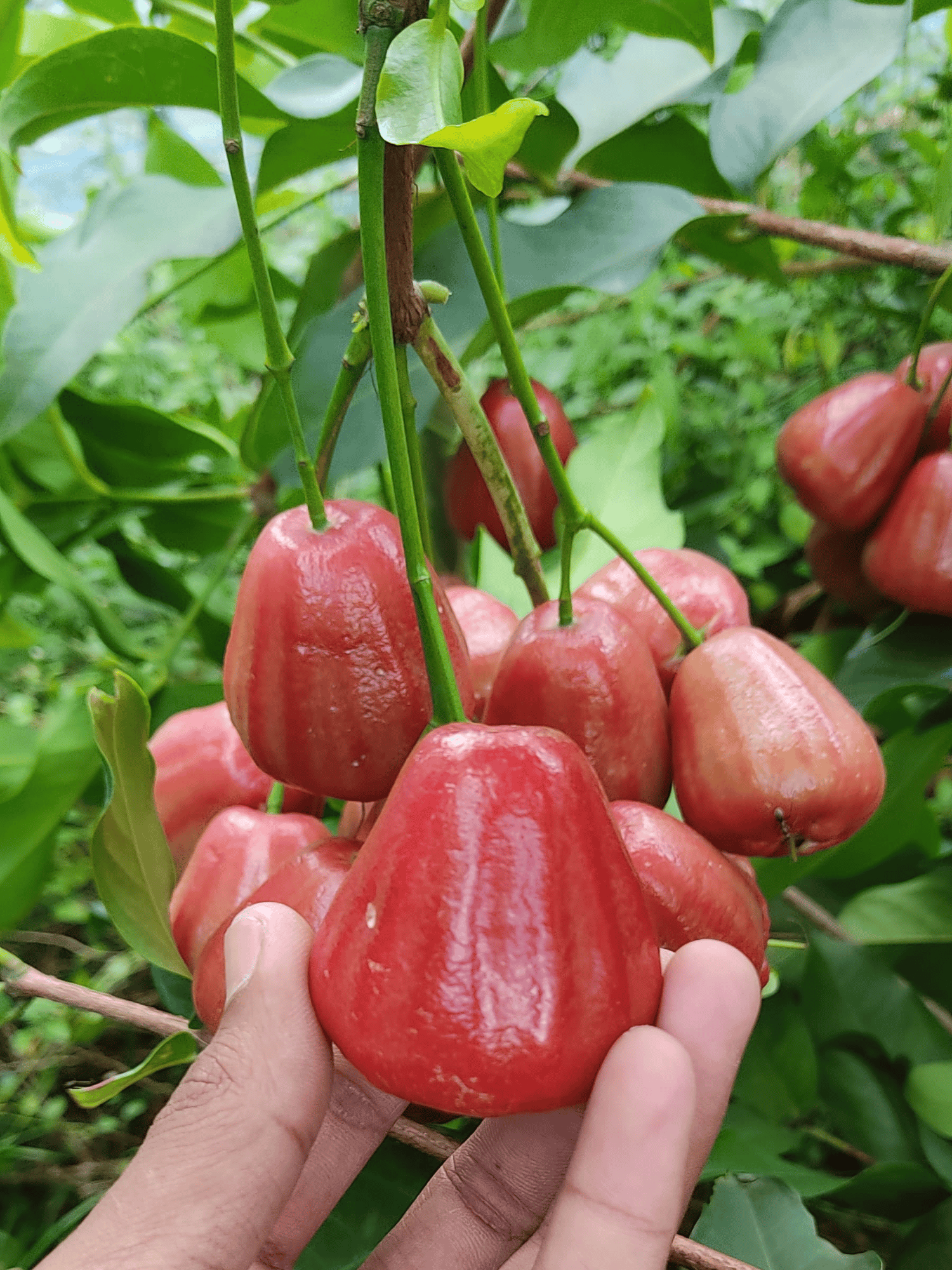 Bali Chamba Water Apple Fruit Plant (Syzygium Samarangense)