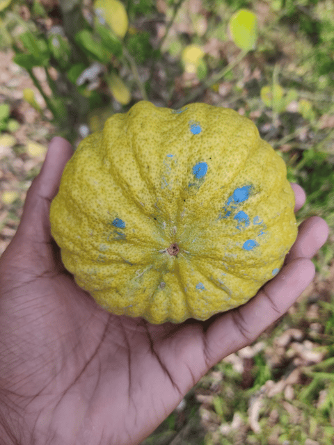 Rosa Lemon Fruit Plant & Tree (Grafted)