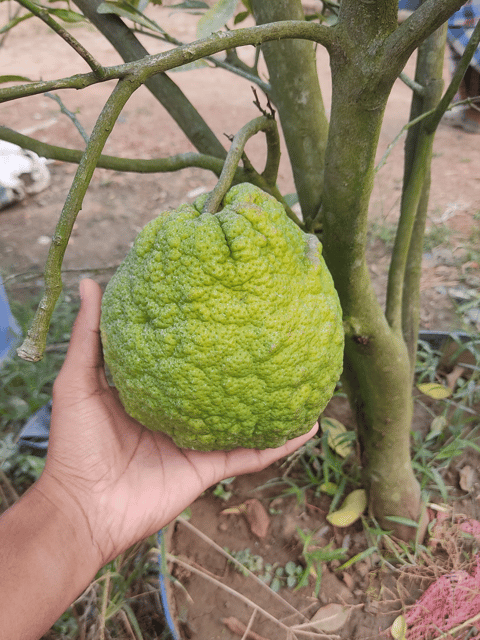 Vietnam Malta Orange Fruit Plant & Tree-(Grafted)