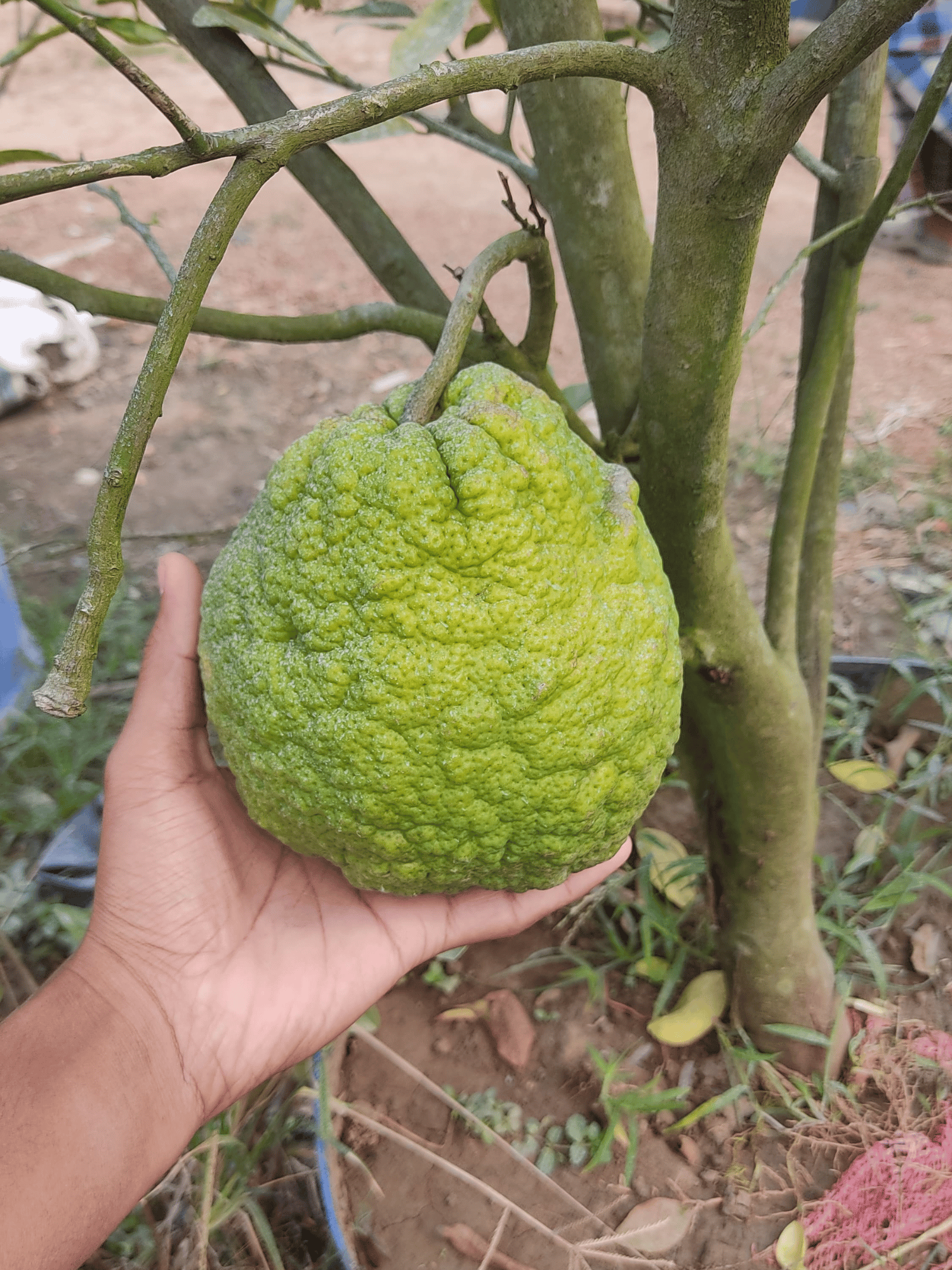 Vietnam Malta Orange Fruit Plant & Tree-(Grafted)