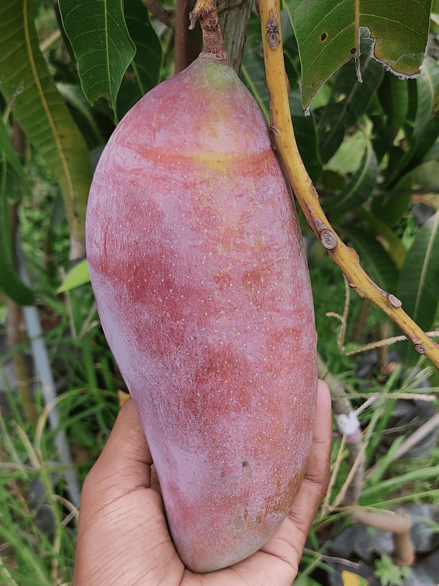 Red Ivory Mango Fruit Tree & Plant (Grafted)