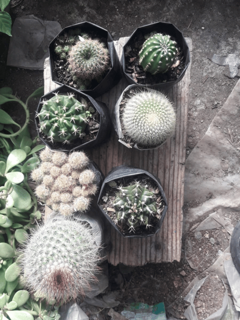 Combo Of 6 Cactus Live Plants (Bare Rooted)