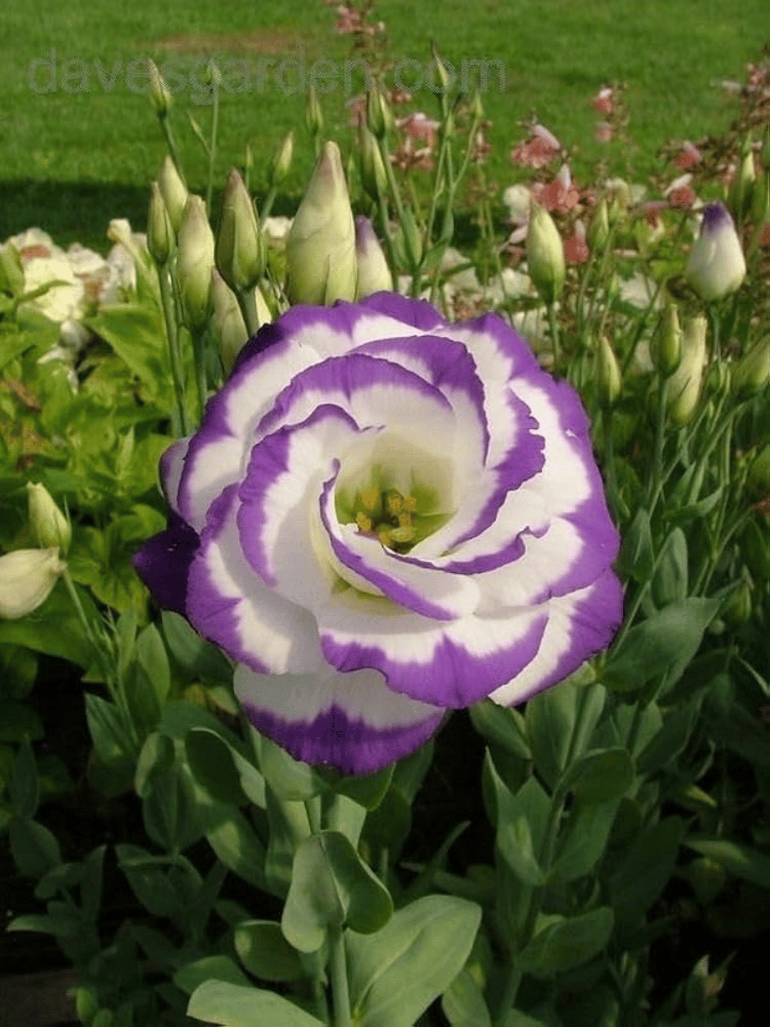 Nandini Flower Plant | Lisianthus Flower Plant (Mix Colour)