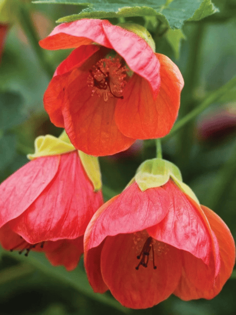 Red Lantern Hibiscus Flowers Plant