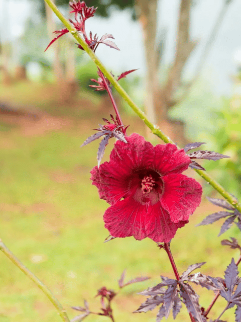 Red Cranberry Hibiscus Plant Flower Plant