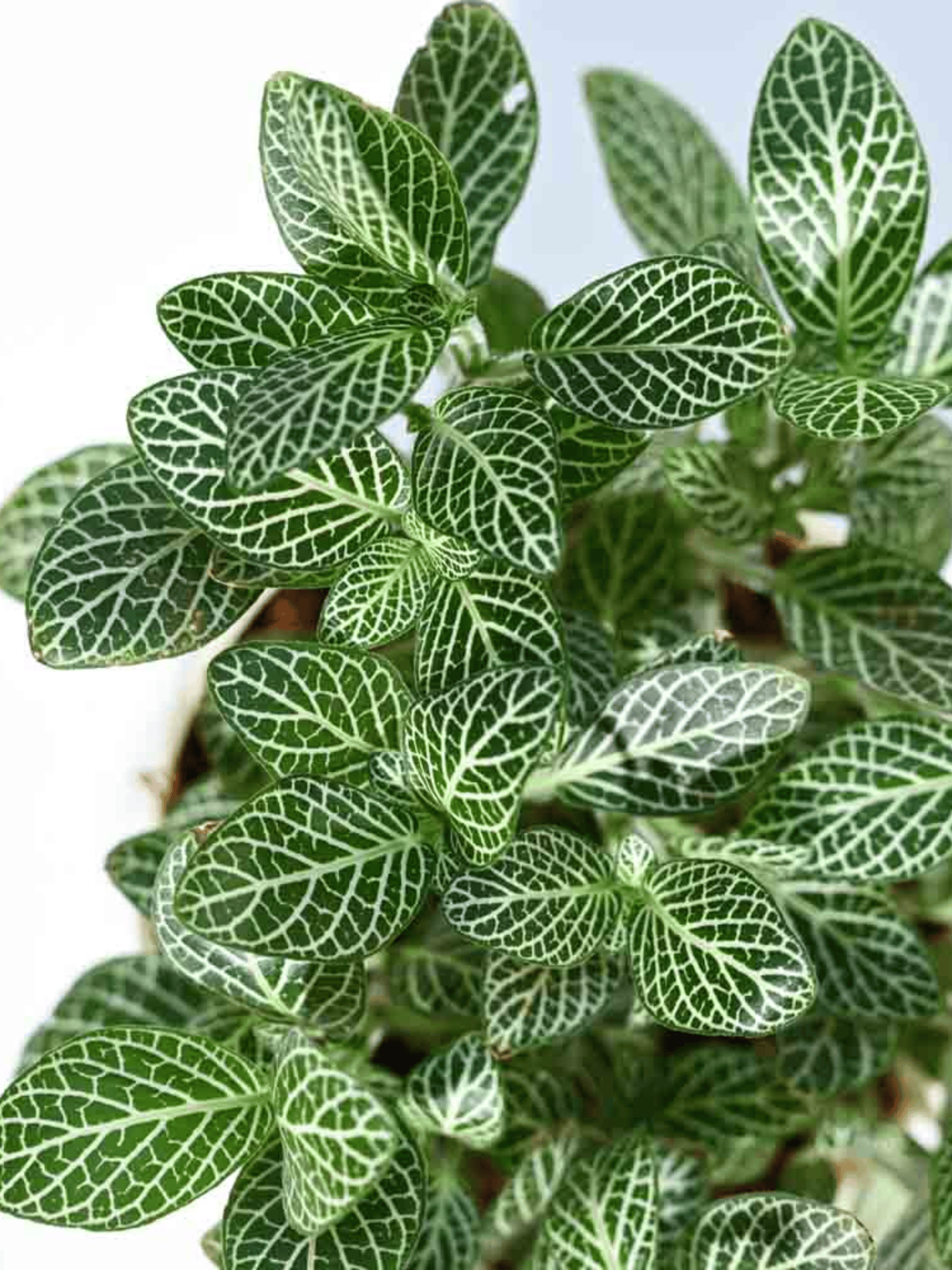 Fittonia Green Live Indoor Plant (Nerve Plant)