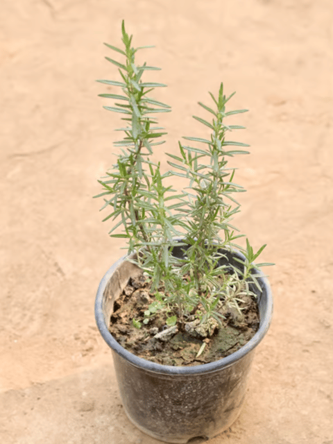 Rosemary Plant