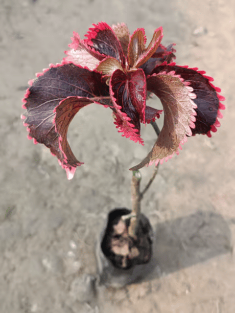 Acalypha Wilkesiana, Copper Plant / Copperleaf Plant