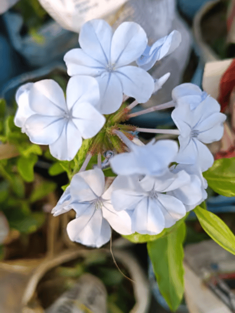 Plumbago Auriculata Live Flowering Plants