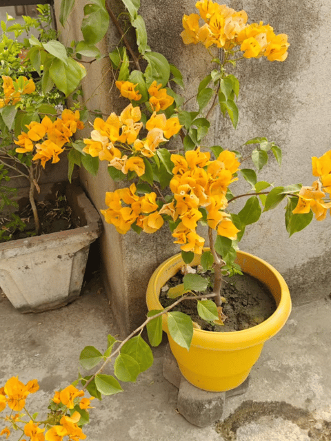 Yellow  Bougainvillea Flower Plant (Pot Not Included)