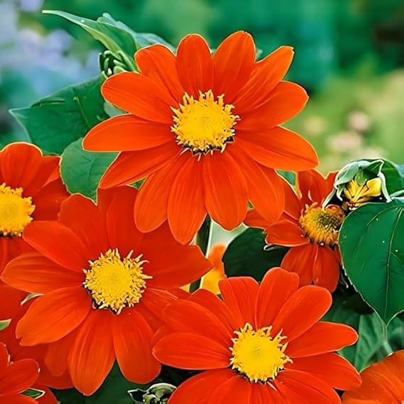 TITHONIA RAINBOW MIXED FLOWER SEEDS (PACK OF 50 SEEDS )