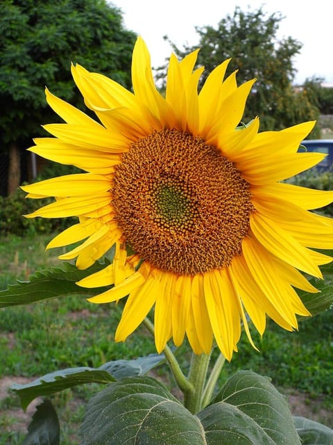 SUNFLOWER TALL RUSSIAN  FLOWER SEEDS (PACK OF 50 SEEDS )