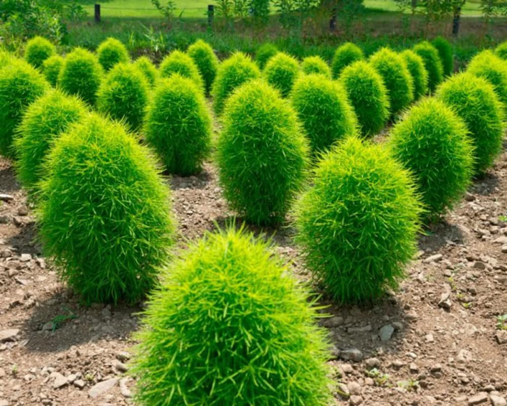 KOCHIA FIRE BUSH  (PACK OF 100 SEEDS )