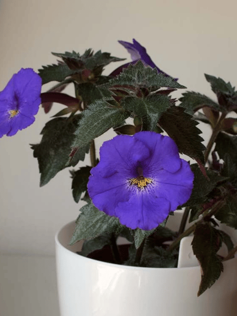 Achimenes Blue Flower Bulb (Pack of 20)