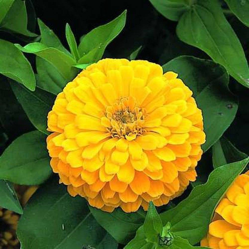 ZINNIA DOUBLE YELLOW FLOWER SEEDS (PACK OF 100 SEEDS )