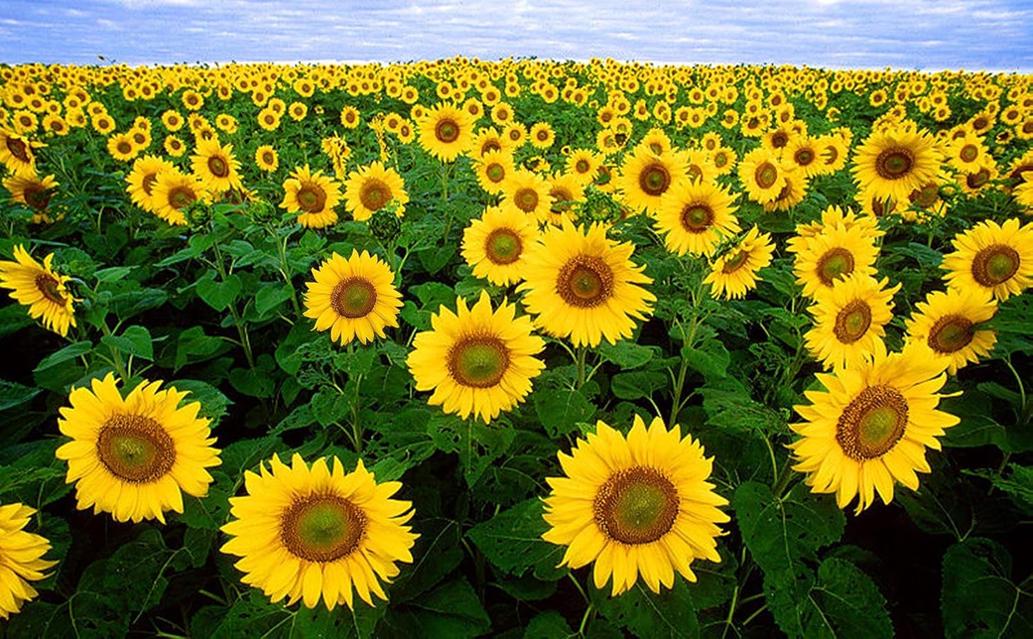 SUNLOWER SINGLE MINIATURE  FLOWER SEEDS (PACK OF 50 SEEDS )