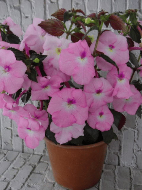 Queen Elizabeth Pink Achimenes Flower Bulb (Pack of 20)