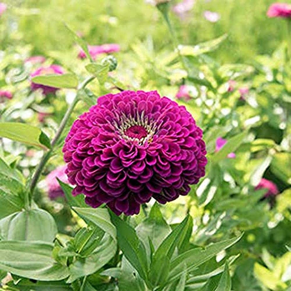 ZINNIA DOUBLE PURPLE  FLOWER SEEDS (PACK OF 50 SEEDS )