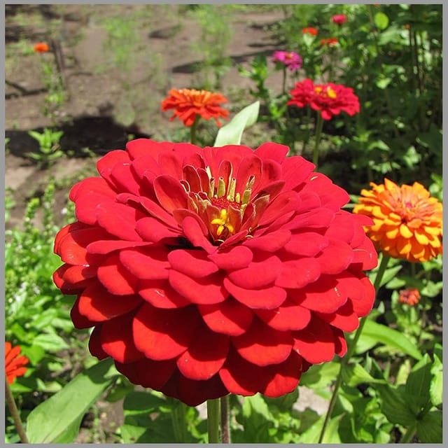 ZINNIA DOUBLE SCARLET RED FLOWER SEEDS (PACK OF 50 SEEDS )