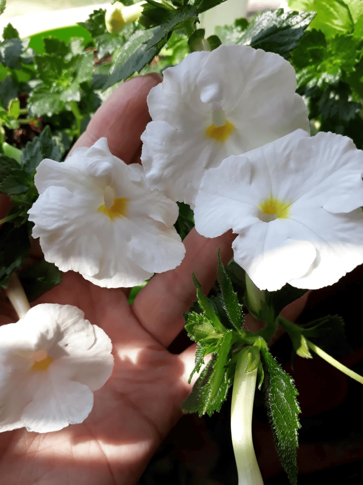 White Achimenes Flower Bulb (Pack of 20)