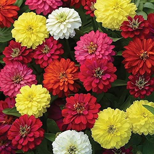 ZINNIA DOUBLE PURPLE  FLOWER SEEDS (PACK OF 100 SEEDS )