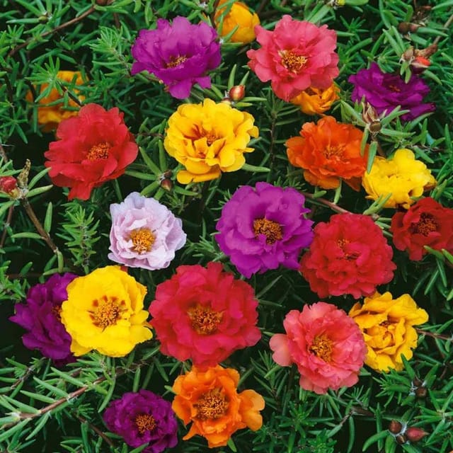 PORTULACA RAIBOW  MIXED FLOWER SEEDS (PACK OF 200 SEEDS )