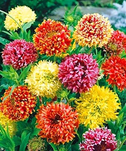 GAILLARDIA  MIXED FLOWER SEEDS (PACK OF 100 SEEDS )