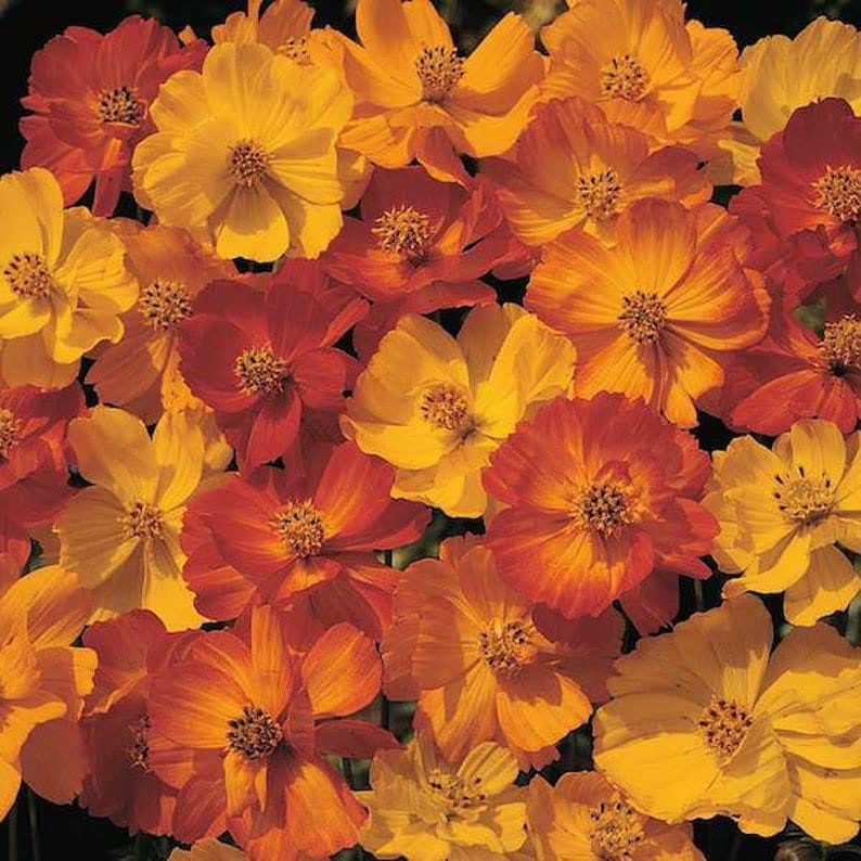 COSMOS ORANGE FLOWER SEEDS (PACK OF 50 SEEDS )