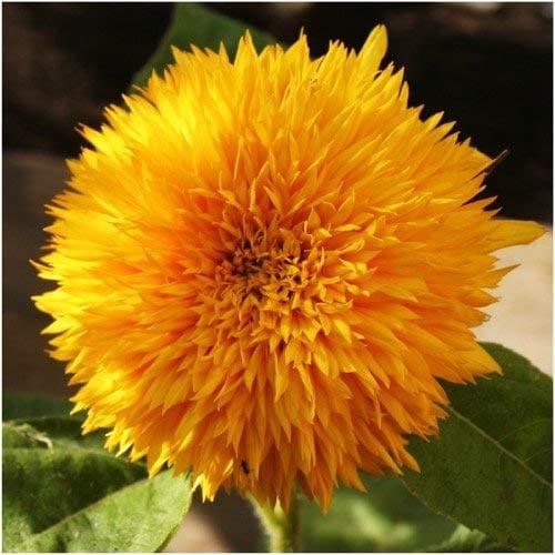 SUNFLOWER TALL SUNGOLD  FLOWER SEEDS (PACK OF 50 SEEDS )