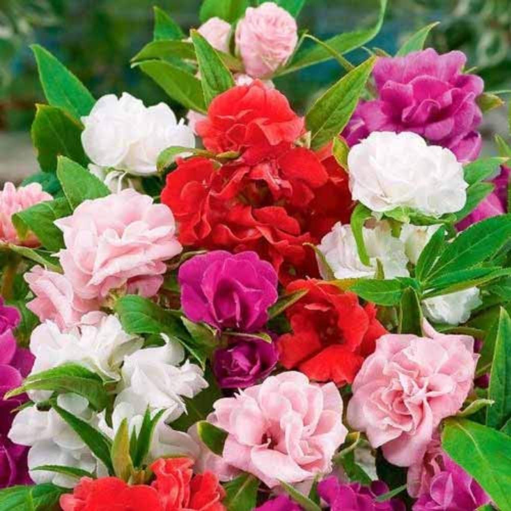 BALSAM DOUBLE MIXED  FLOWER SEEDS (PACK OF 100 SEEDS )