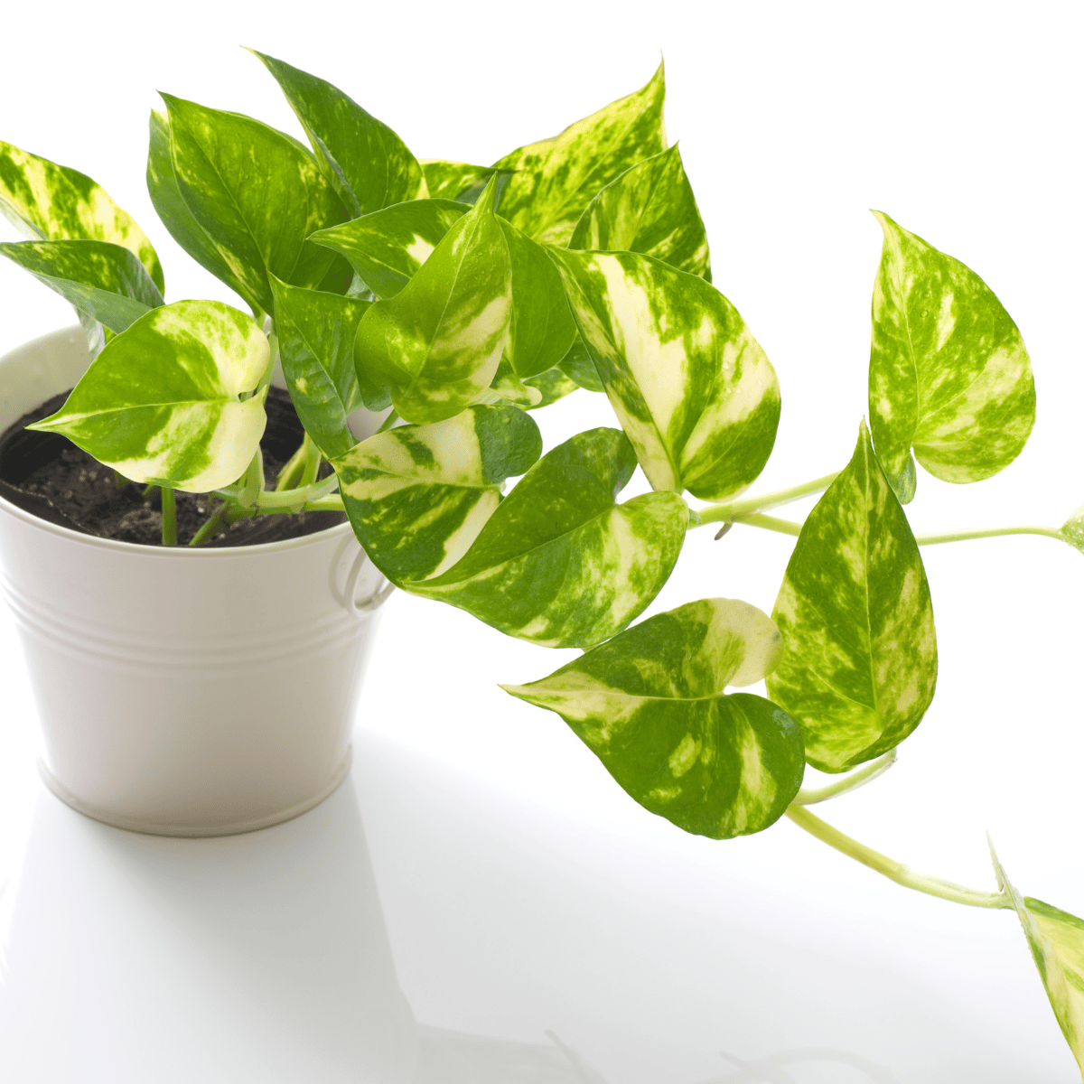 Pothos Money Plant (Bare Rooted)