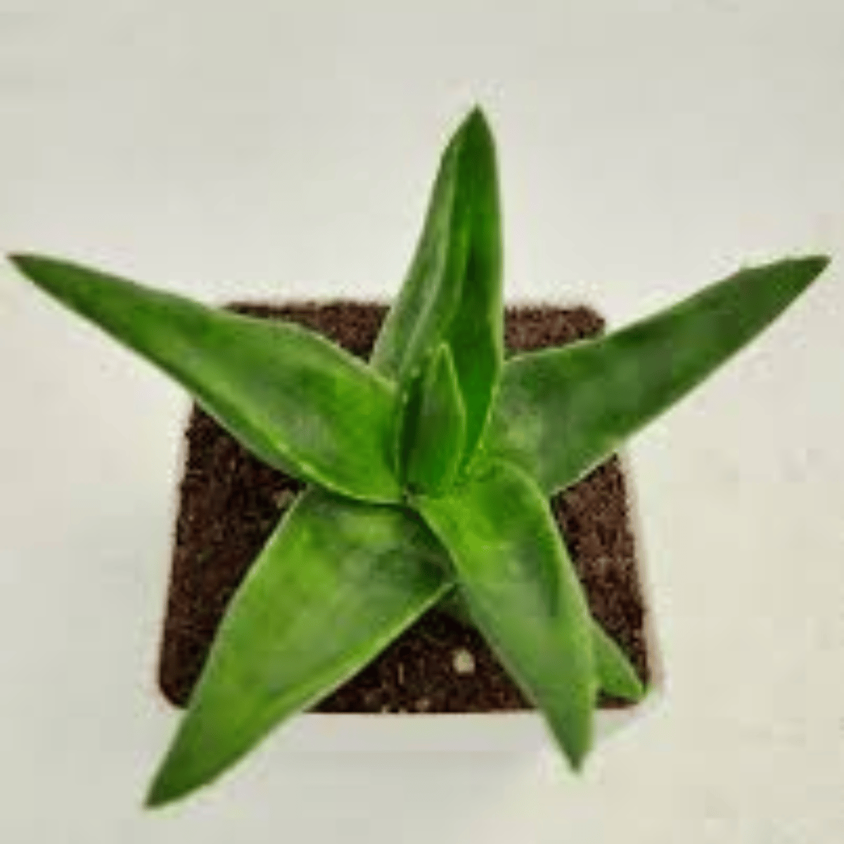 Aloe Vera Plant (Bare Rooted)