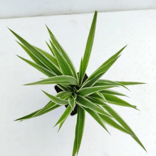 Chlorophytum Spider Plant (Bare Rooted)