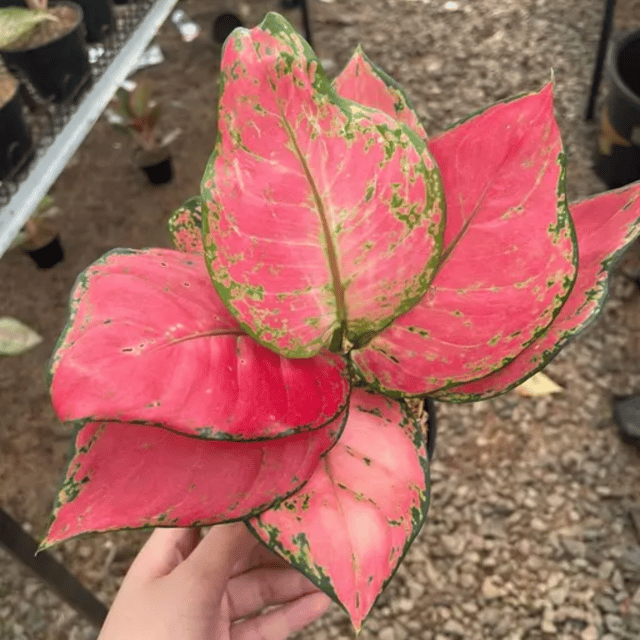 Aglaonema Pink Valentine Indoor Plant (Bare Rooted)