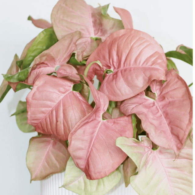 Syngonium Pink Plant (Bare Rooted)