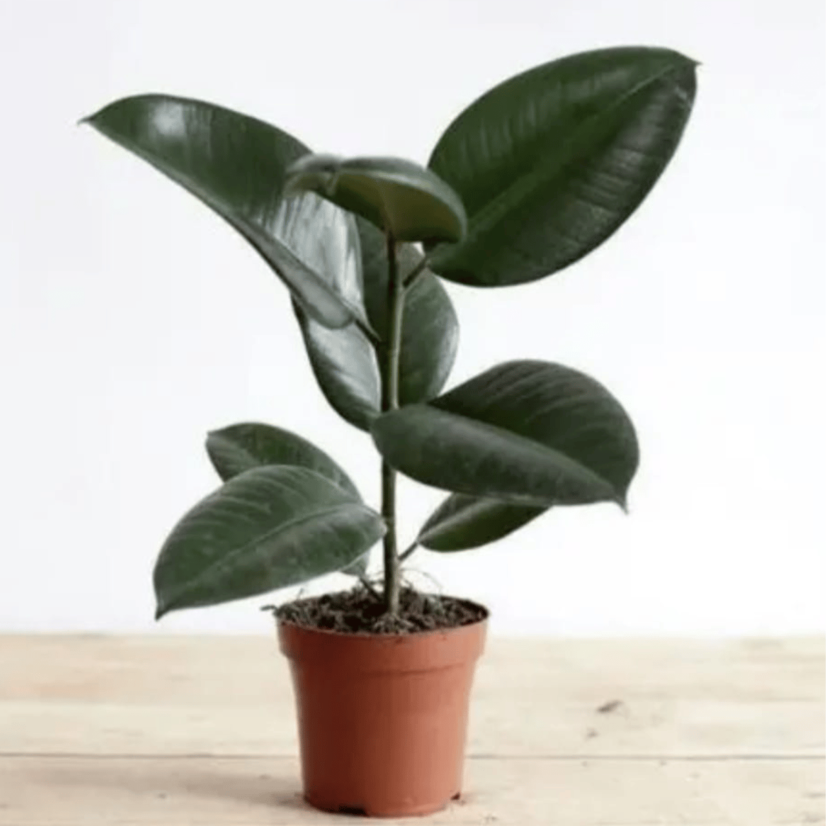 Rubber Live Plant  (Bare Rooted)