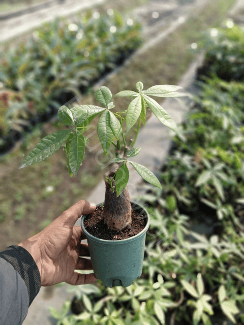 Single Head Pachira Money Tree Plant (Bare Rooted)