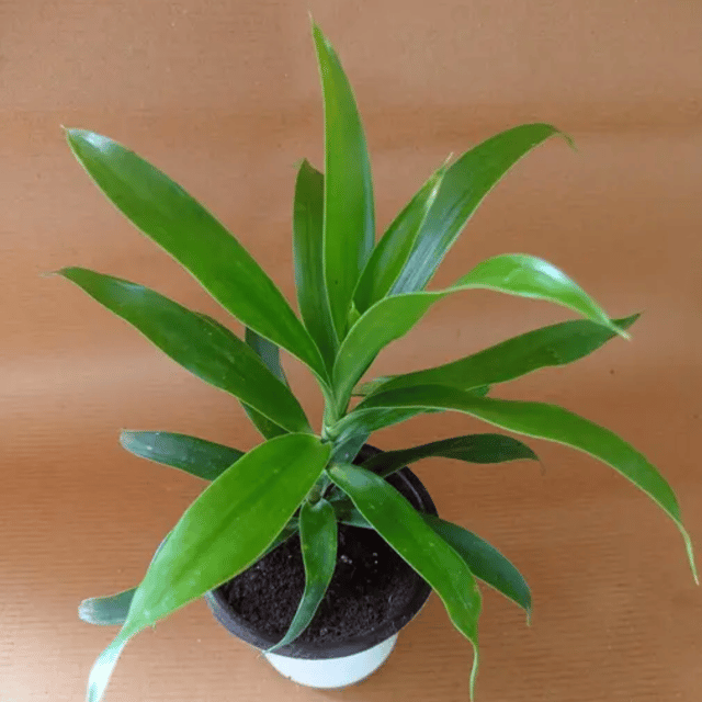 Song of India (Dracaena Reflexa), Pleomele Plant (Bare Rooted)