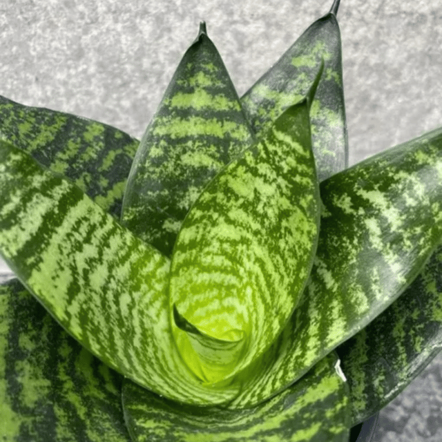 Snake Plant Green (Sansevieria Hahnii) (Bare Rooted)