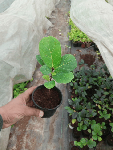 Fiddle Leaf Fig Plant (Ficus Lyrata) (Bare Rooted)