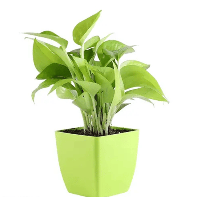 Golden Money Live Indoor Plant (Bare Rooted)